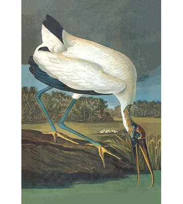 James Audubon - Graphic Art