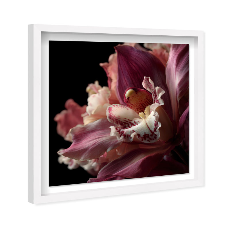 Velvet Labellum Print by Oliver Gal, 31.5"H x 31.5"W, White Shadowbox