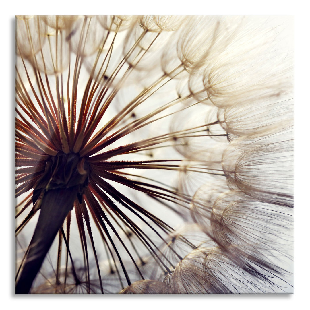 Glasbild Schöne Pusteblume