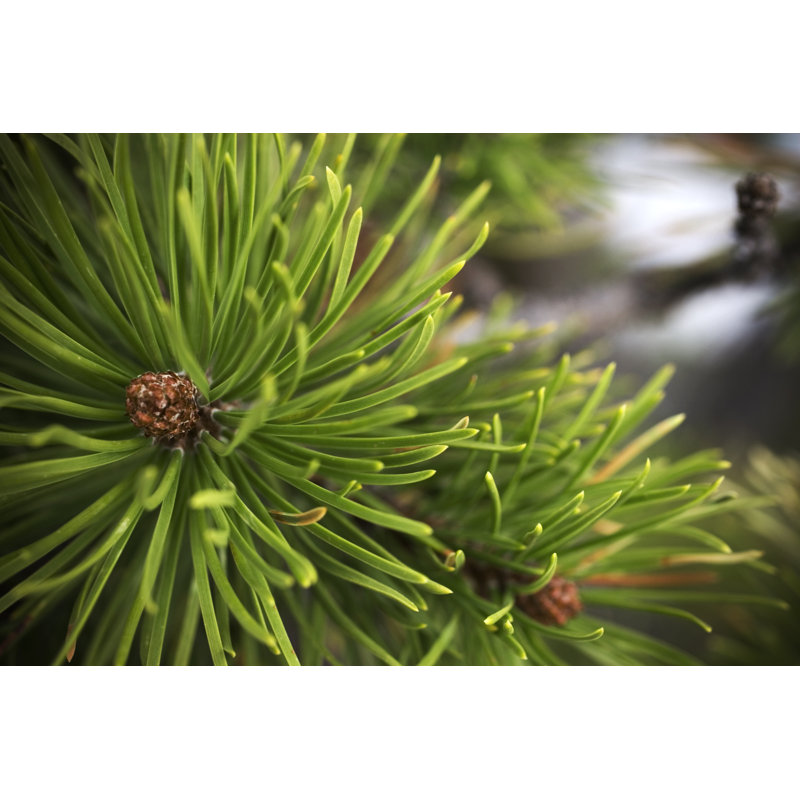 Fresh Pine Scent by Photokitchen - Wrapped Canvas Print, 30cm H x 46cm W