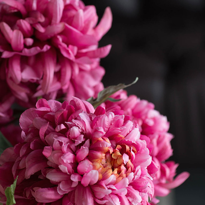 Tige chrysanthemum, Fuchsia