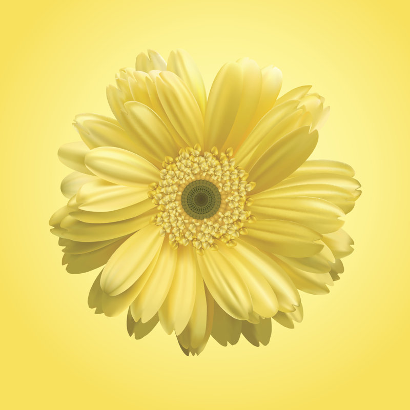 Flower Single by Vaniatka - Wrapped Canvas Print, 51cm H x 51cm W x 3.8cm D