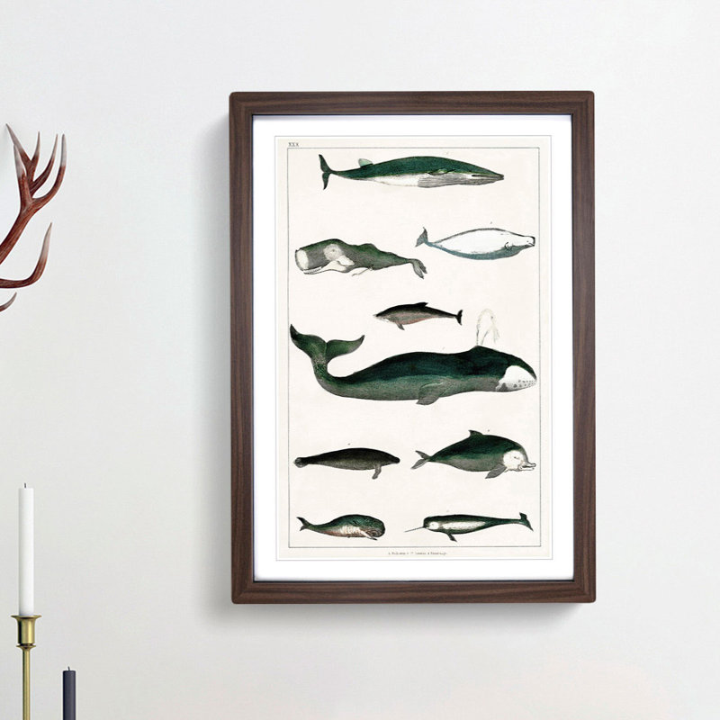 Various Whales XXX by Oliver Goldsmith - Picture Frame Painting Print, Walnut Framed, 27cm H x 36cm W x 2cm D
