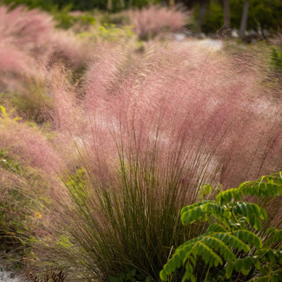 3 gal. Pink Muhly Grass