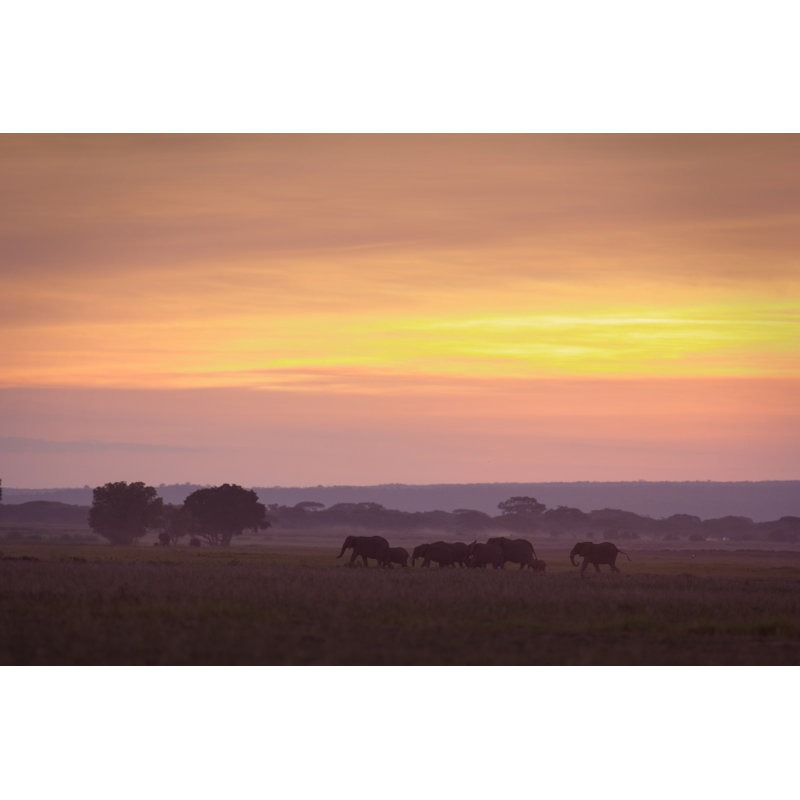Elephants At Dawn - Wrapped Canvas Print, 30cm H x 46cm W