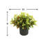 Outdoor Croton Bush Arrangement In A Fiberstone Pot-107949445
