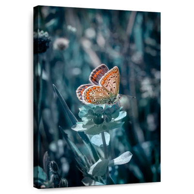 Brampt Butterfly Sundown