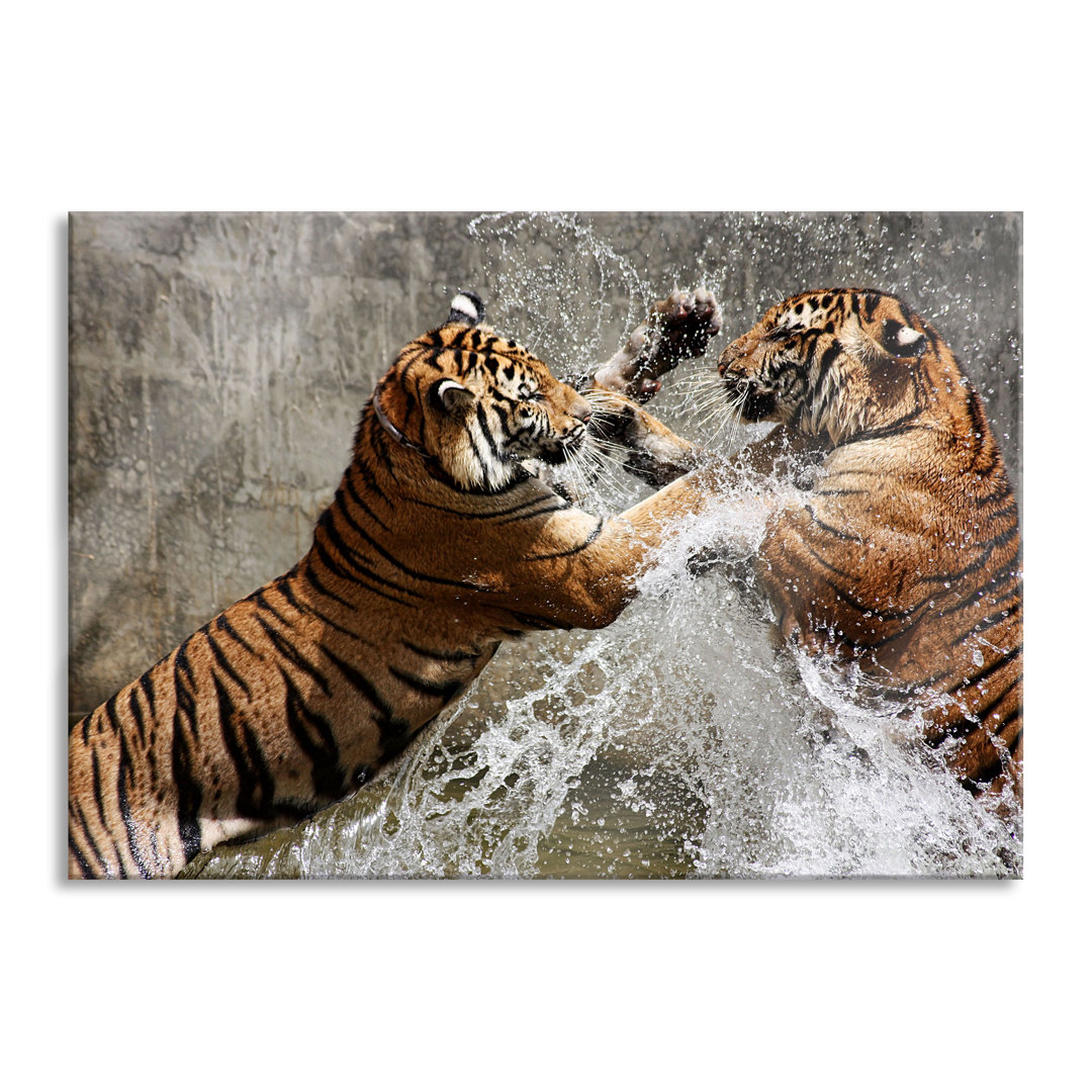 Glasbild Kämpfende Tiger im Wasser