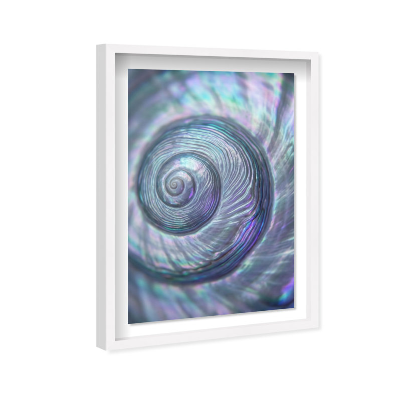 Sea Spiral Print by Oliver Gal, 46.5"H x 31.5"W, White Shadowbox