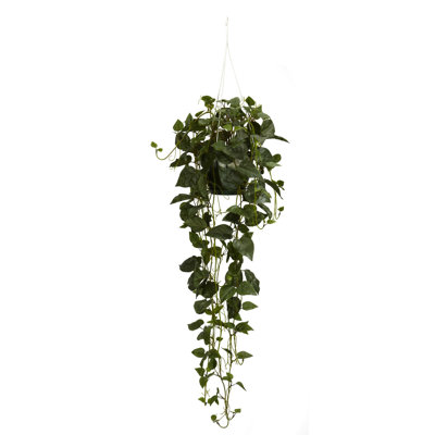 Philodendron Hanging Basket