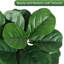 Figuier artificiel 7 pi 7 pi, 141 feuilles, plante de plancher artificielle en pot noir-194455262