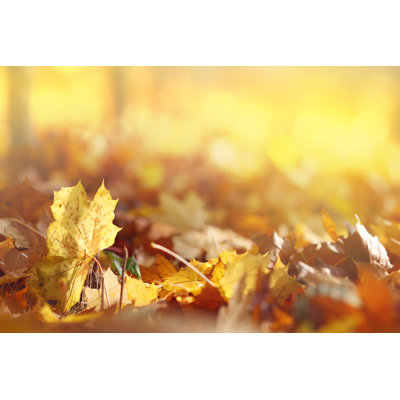 Autumn Leaves by Bgfoto - Wrapped Canvas Print