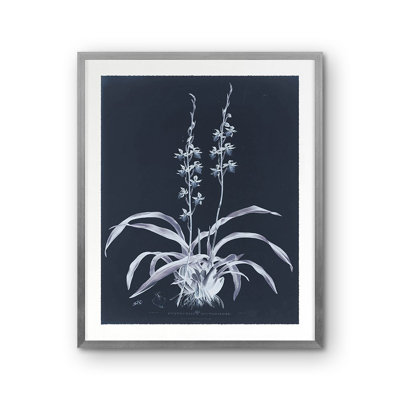 Cyrtochilum Bictoniense Print by Porter Design