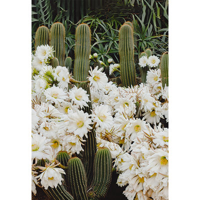 Flower Cactus - Photograph Print