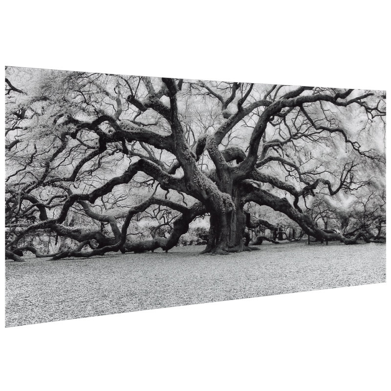 The Angel Oak - reproduction de photo sur verre sans cadre