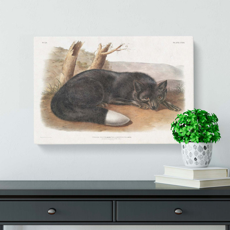 American Black Fox - Wrapped Canvas Painting, 35cm H x 50cm W x 3cm D