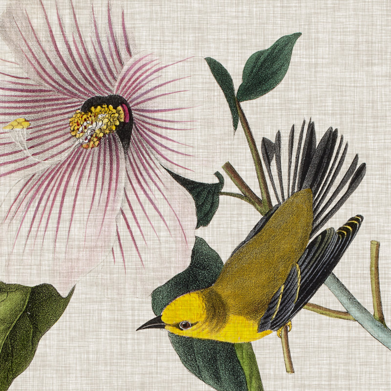 Avian Crop V by John Audubon - Wrapped Canvas Painting, 122cm H x 122cm W x 3.8cm D
