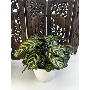 6" Calathea Makoyana