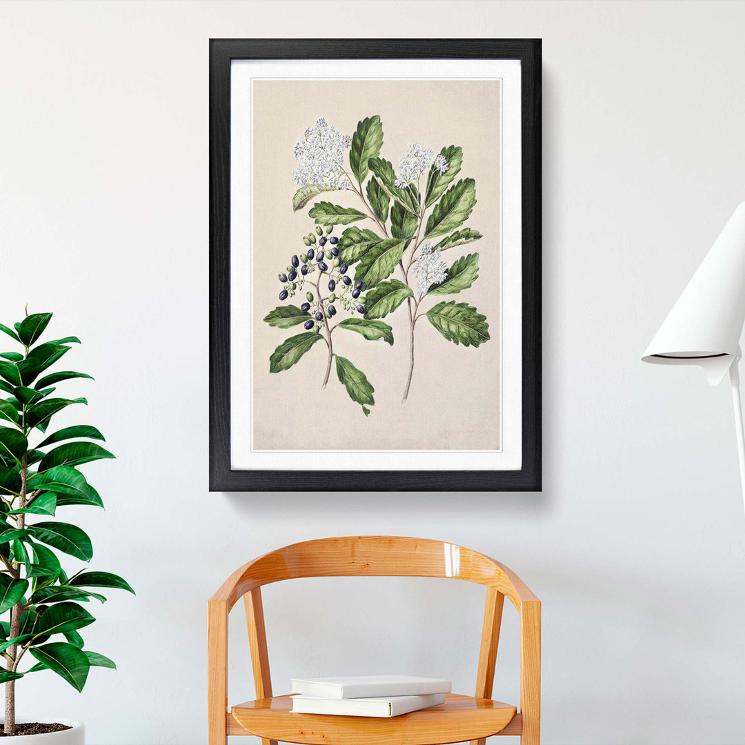 Kaikomako Flowers by Sarah Featon - Framed Print