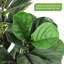 Figuier artificiel figuier artificiel avec pot blanc-770513954