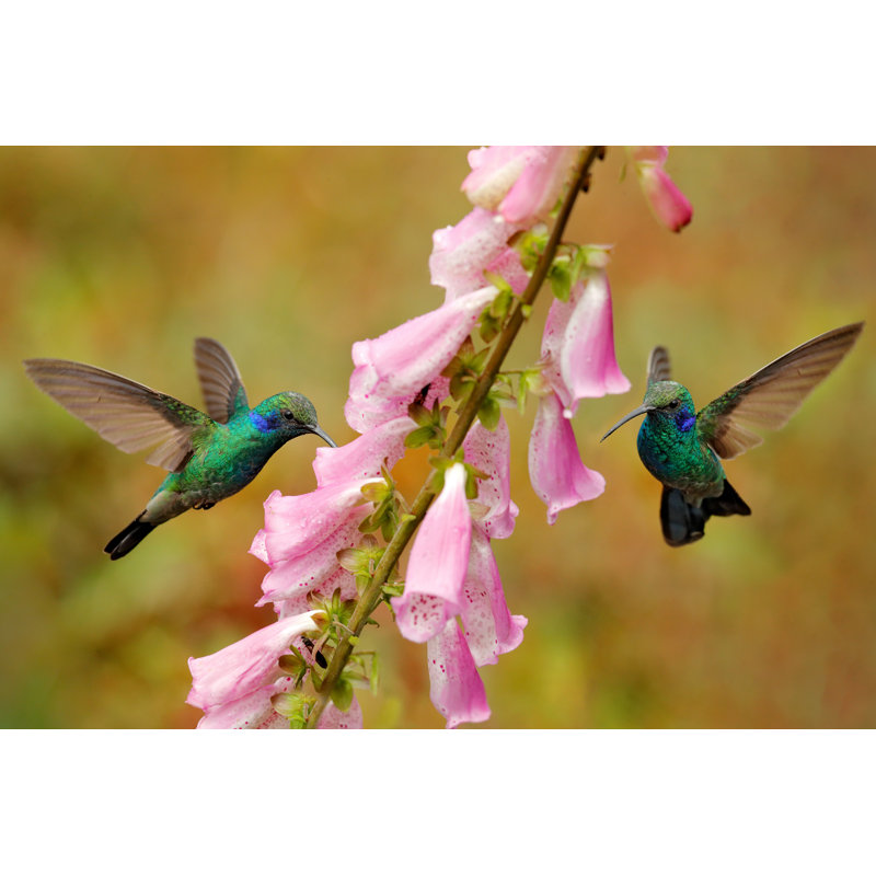 Colibri - photographie sur toile tendue, H 8 po x l 12 po