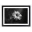 Geranium Flower in Abstract - Framed Print-55726981-55726982