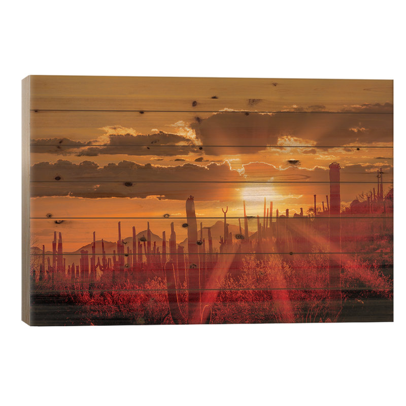 États-Unis, Arizona, Tucson, parc national Saguaro I, H 18 po x l 26 po x P 1,5 po