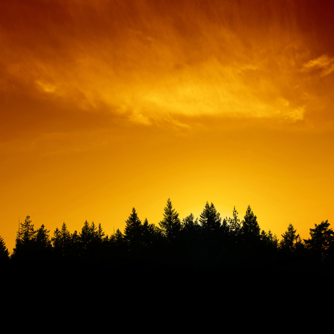 Immergrüner Wald-Sonnenuntergang - Druck