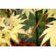 Baldur Metal Plant Support-170051273-170051270