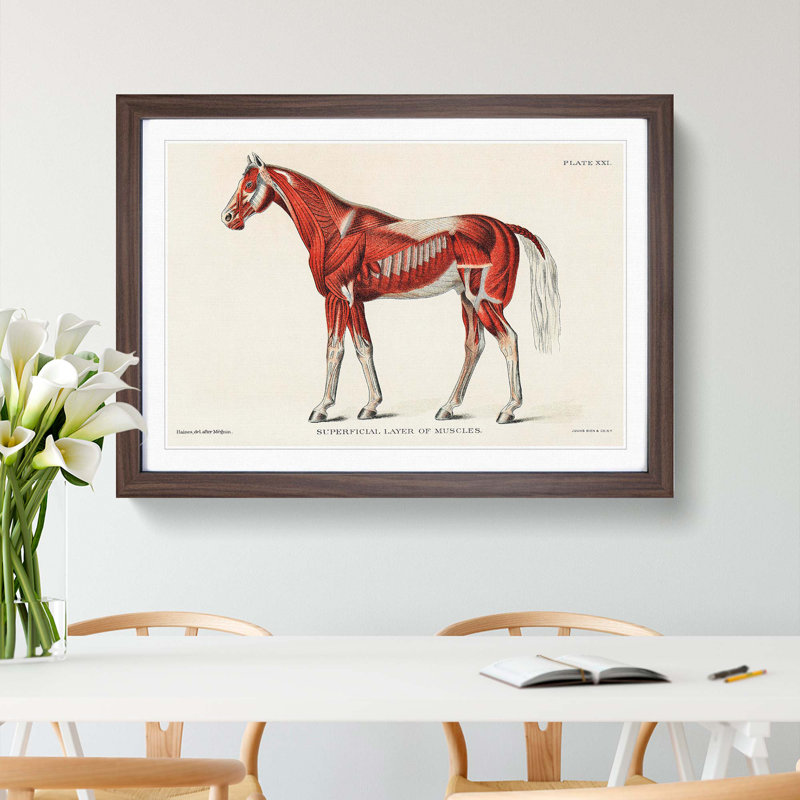 Anatomy Of A Horse - Single Picture Frame Painting, 45cm H x 63cm W x 2cm D, Walnut Framed