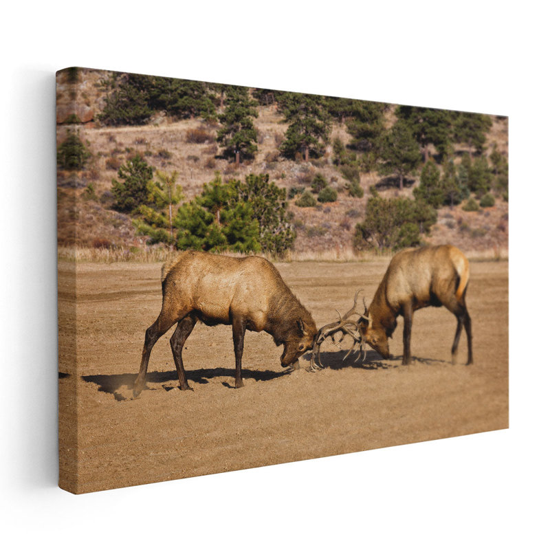 «Two Elks I», reproduction d'art sur toile, H 20 po x l 30 po