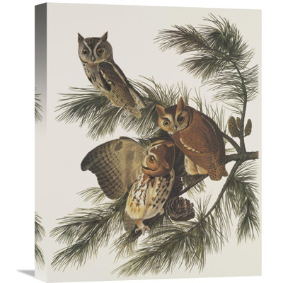 " Little Screech Owl Or Mottled Owl " by John Audubon