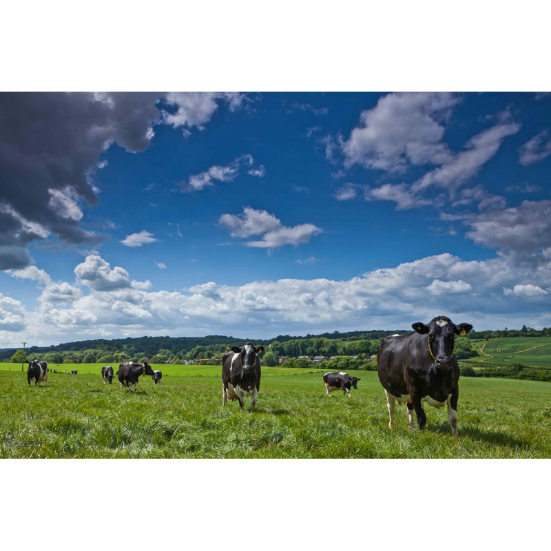 Cows In Field by Szwedowski - Wrapped Canvas Print, 30cm H x 46cm W