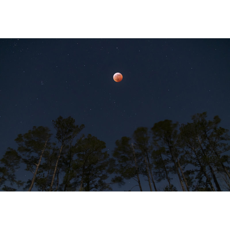 Rolland Moon Over Pine Trees by Eifel Kreutz - Wrapped Canvas Print, 30cm H x 46cm W x 3.8cm D