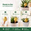  8 Pack Terracotta Self Watering Spikes Plant Automatic Watering Globes