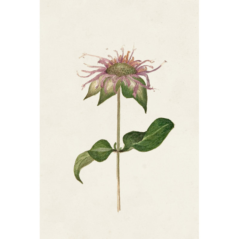 Mauve Garden Flowers V - Wrapped Canvas Painting, 122cm H x 81cm W