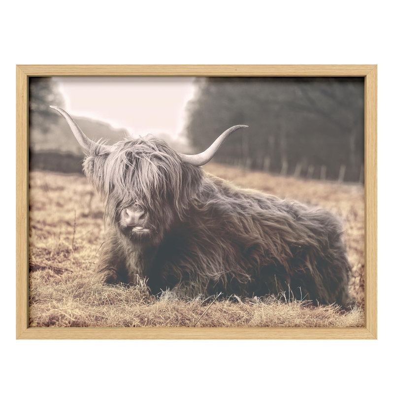 Illustration d'une petite vache Highland, Naturel, H 12 po x l 16 po