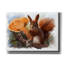  «Squirrel And A Mushroom Chanterelle» par Kajenna, art mural sur toile, 54 po x 40 po-1573856622