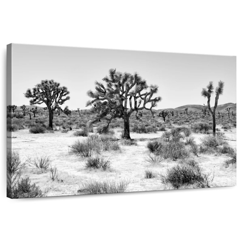 Alvord Black Arizona - Beautiful Joshua Trees, 30" H x 45" W