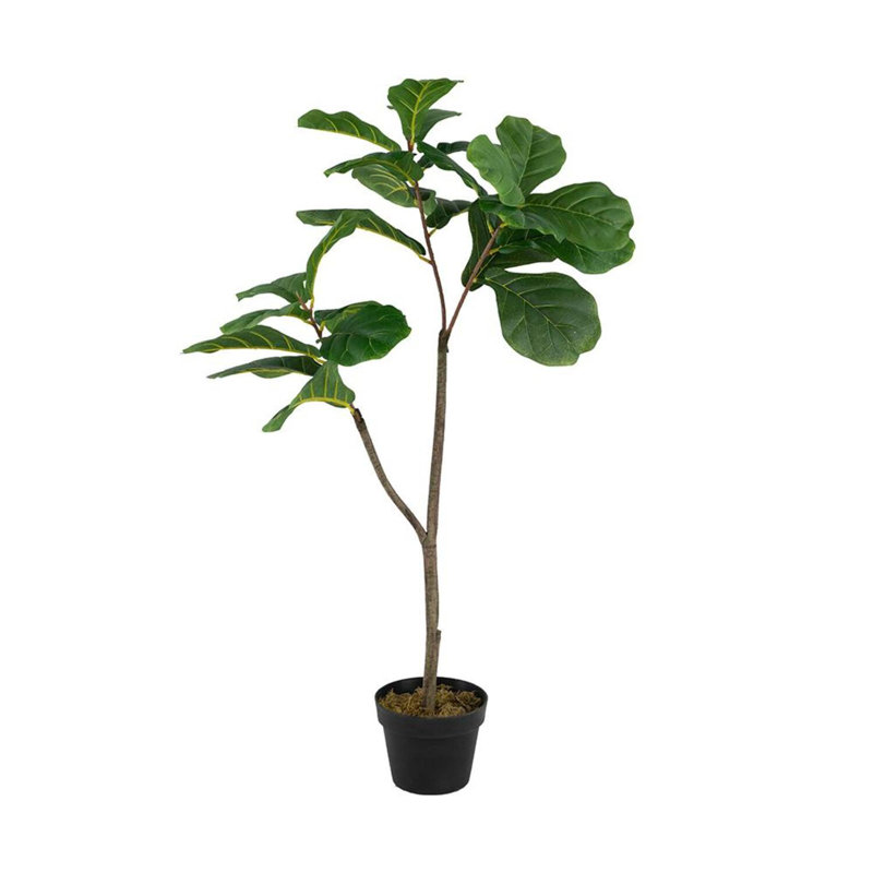 Figuier figuier en pot, H 43,3 po x l 11,8 po x P 11,8 po