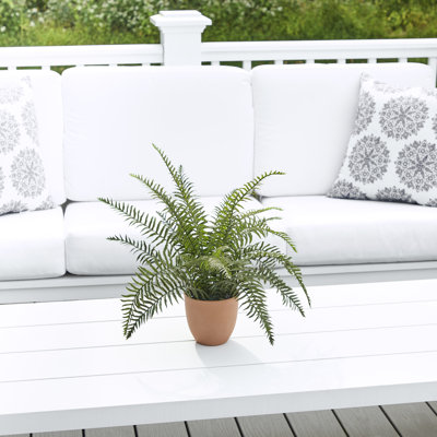 19" Potted Boston Fern