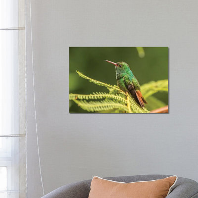 Costa Rica, Sarapique River Valley. Rufous-Tailed Hummingbird on Fern. 1 Piece Wrapped Canvas Wall Art