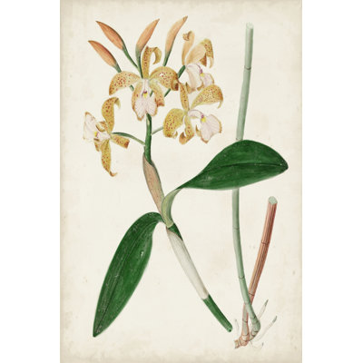 " Orchid Pair II "
