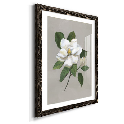 Magnolia botanique - reproduction de photo encadrée sur papier