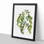 Jujube Fruit Tree Branch by Pierre-Joseph Redoute - Picture Frame Graphic Art Print-55609978-55609977