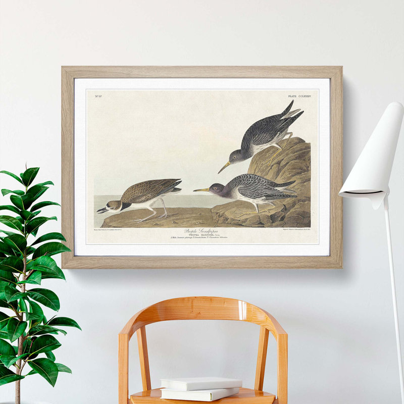 Sandpiper Birds by John Audubon - Picture Frame Painting Print, 36cm H x 48cm W x 2cm D, Oak Framed