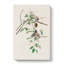 Carolina Titmouse Birds by John Audubon - Wrapped Canvas-55371817