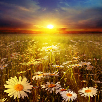 Sunset Over Field - Wrapped Canvas Print