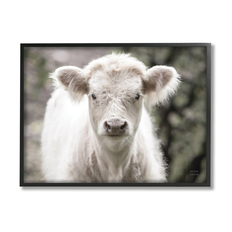 «Stupell Industries White Cow Calf», art mural sur toile par Nathan Larson, H 11 po x l 14 po x P 1,5 po