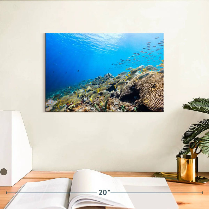St. lucia ocean life Aletra, H 8 po x l 12 po